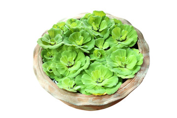 Green pistia stratiotes in pottery on white background.