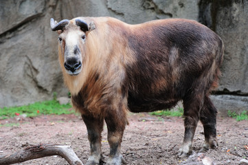 Fototapeta premium Chicago zoo