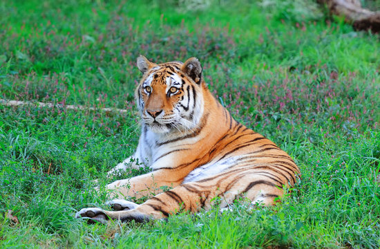 Fototapeta Chicago zoo