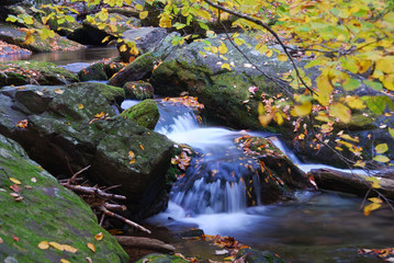 Obraz na płótnie Canvas Autumn creek in forest