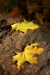 In autumn weather
