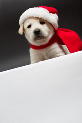 Christmas puppy with whiteboard (copy space)