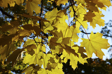 In autumn weather