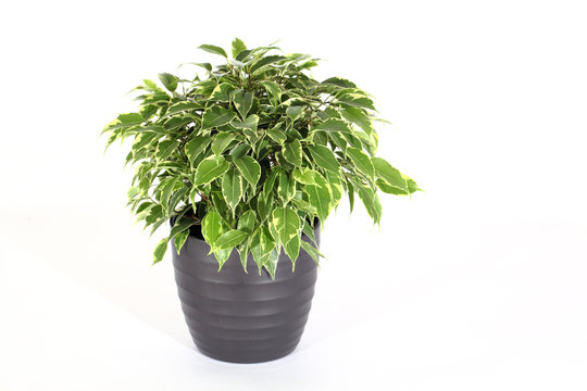Ficus
