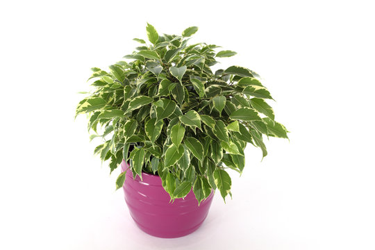 Ficus