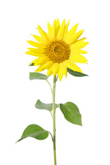 Fototapeta premium sunflower