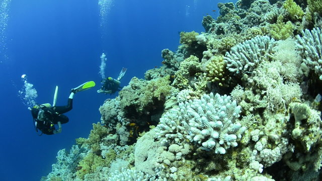 Scuba divers drifting in a current past a coral reef