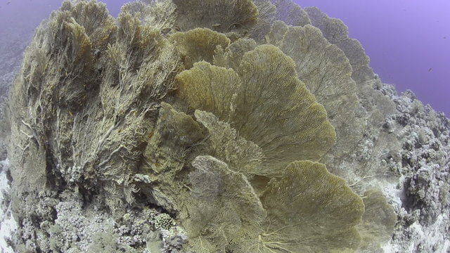 Colony of Giant sea fans