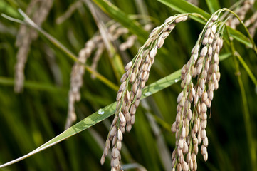 稲穂