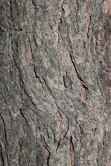 Wooden texture