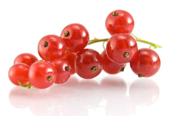 Isolated red currant