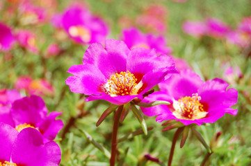 Fototapeta premium beautiful purple bell flowers