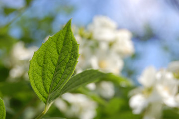Green leaves in sunny day