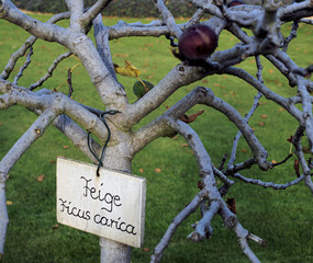 Schild am Feigenbaum