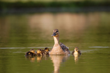 canard colvert