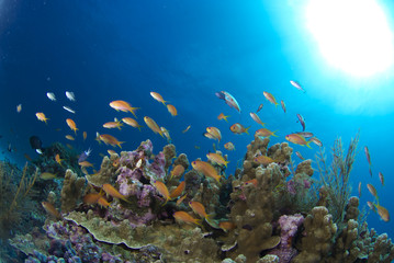 Fototapeta na wymiar 海底のサンゴに群れるハナゴイの群れ