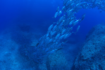 Fototapeta na wymiar 一列に並んで泳ぐギンガメアジの群れ