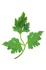 fresh parsley leaf isolated on white background