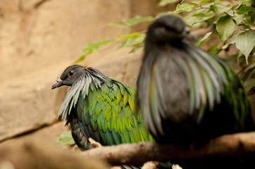 Nicobar Pigeon