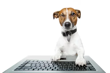 Photo sur Plexiglas Chien fou ordinateur pour chien