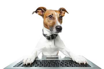 Dog computer