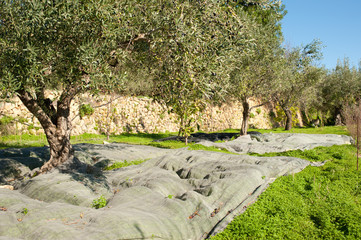 Olive grove