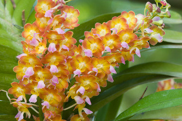 orchid
