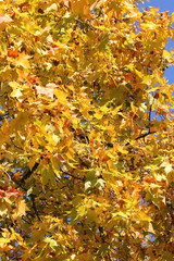 Goldener Oktober, Herbststimmung