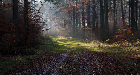 Obraz premium Autumn morning in Rold Skov Denmark