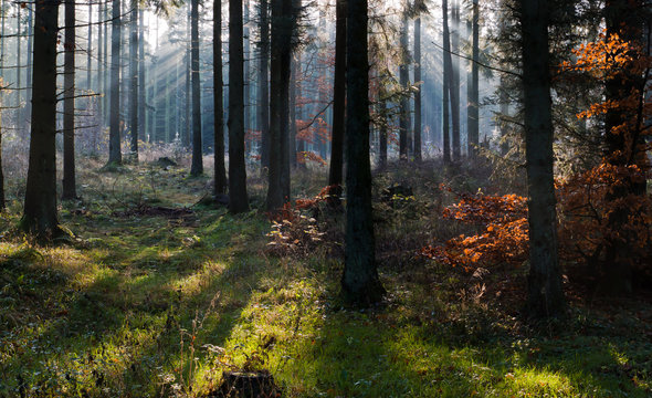 Fototapeta Autumn morning in Rold Skov Denmark