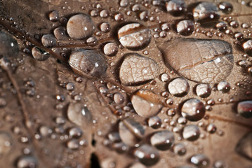 Dewdrops on an oak leaf