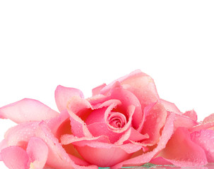 Pink rose isolated on white