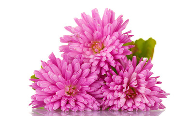 Beautiful flowers isolated on white