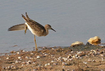 sandpiper stretching on the sand near the sea