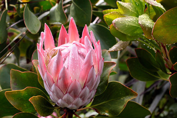 King Protea Blüte