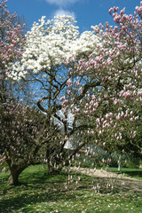 Magnolia on the blue sky