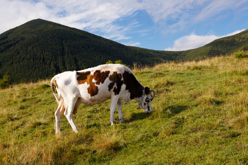 Fototapeta na wymiar Cow