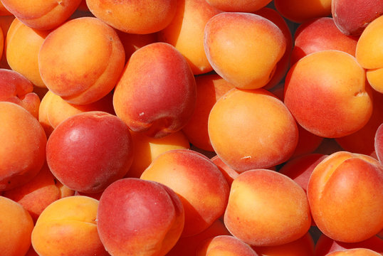 Many apricot