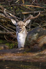 Mesopotamischer Damhirsch