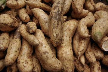 manioc