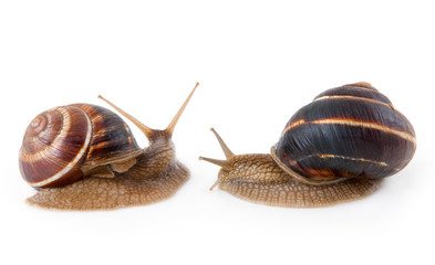 Snails