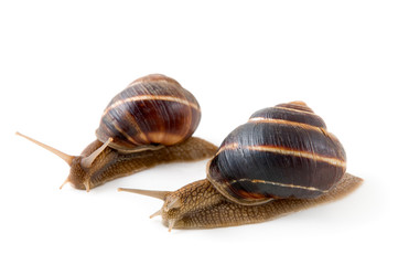 Snails