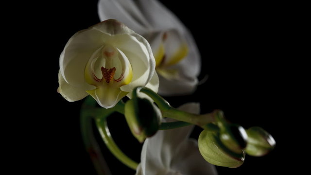 Time-lapse of white orchid opening on black bckg, close-up.