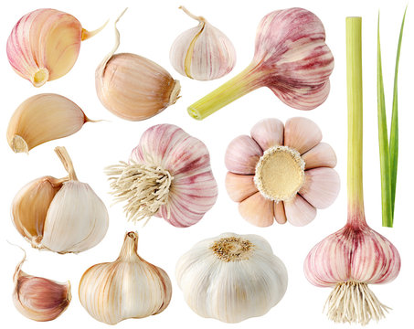 Isolated garlic. Collection of different fresh and dry garlic heads and segments isolated on white background