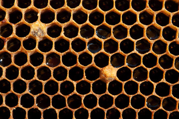 Honeycomb
