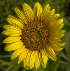 Obraz premium Sunflower in glow....