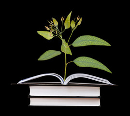 Sapling growing from tree