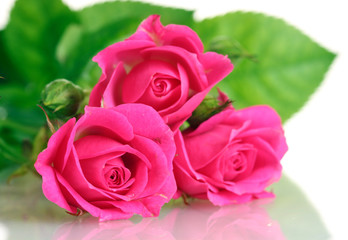 Fototapeta na wymiar Many pink roses isolated on white