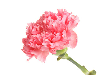 Pink carnation isolated on white