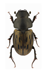 Aphodius luridus